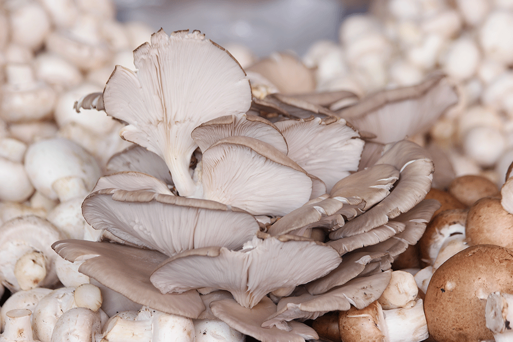 Growing Oyster Mushrooms